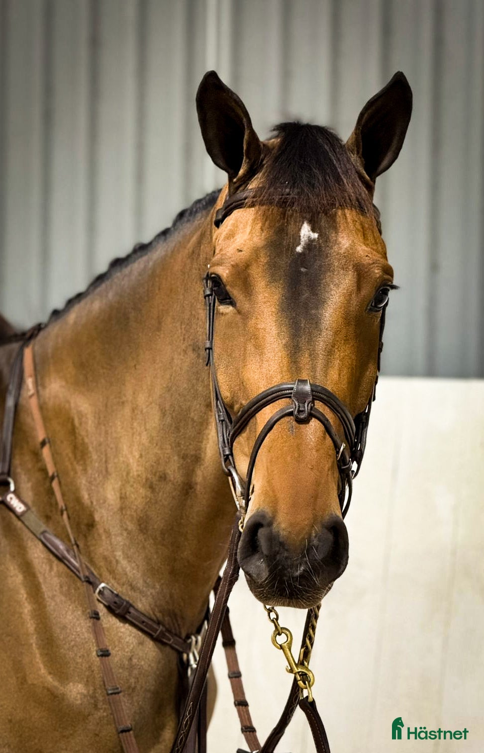 Hoppning hästar till salu: Kvalitets häst med mycket scoop - Annons 4