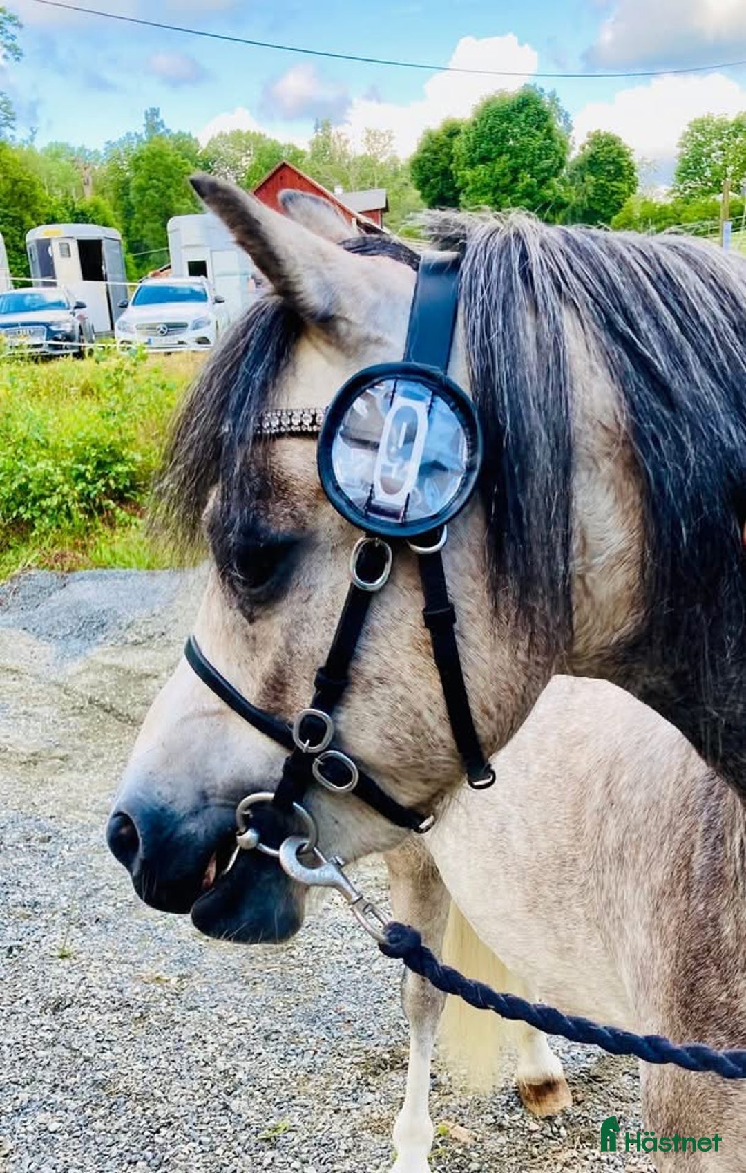 Allround hästar till salu: Lovande och mycket trevlig Welsh Mountain i Braås - Annons 3