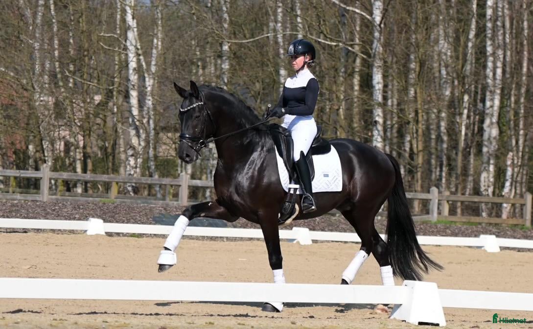  hästar Svart 9-årig Valack – Pålitlig Allroundhäst - Annons 10