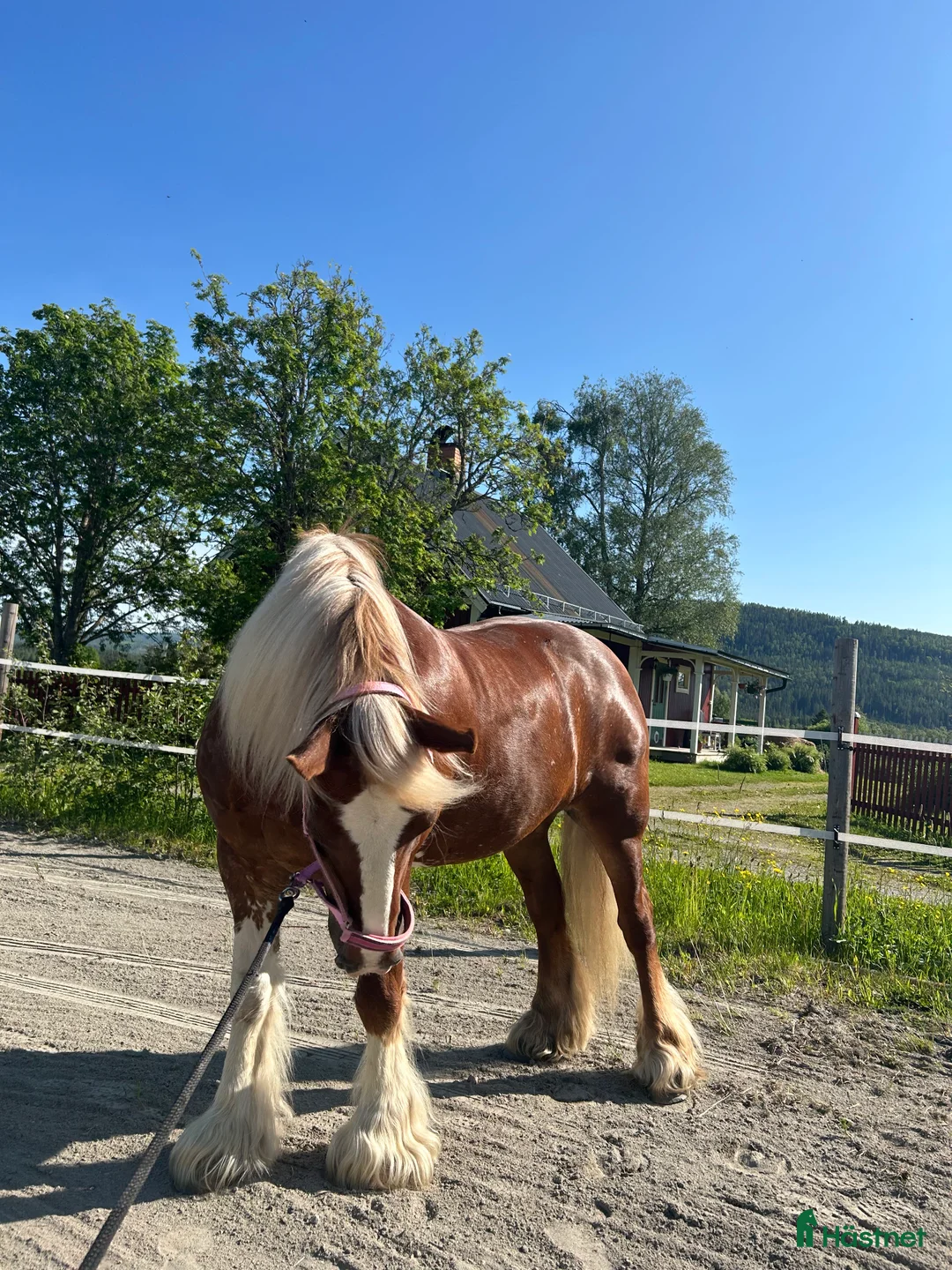 Allround hästar till salu: Intressekoll!! i Erikslund - Annons 2