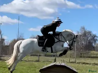 hästar Söker projekthäst - Annons 1