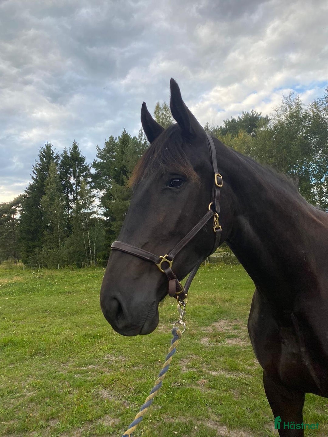Allround hästar till salu: Trevlig unghäst i Grödinge - Annons 2
