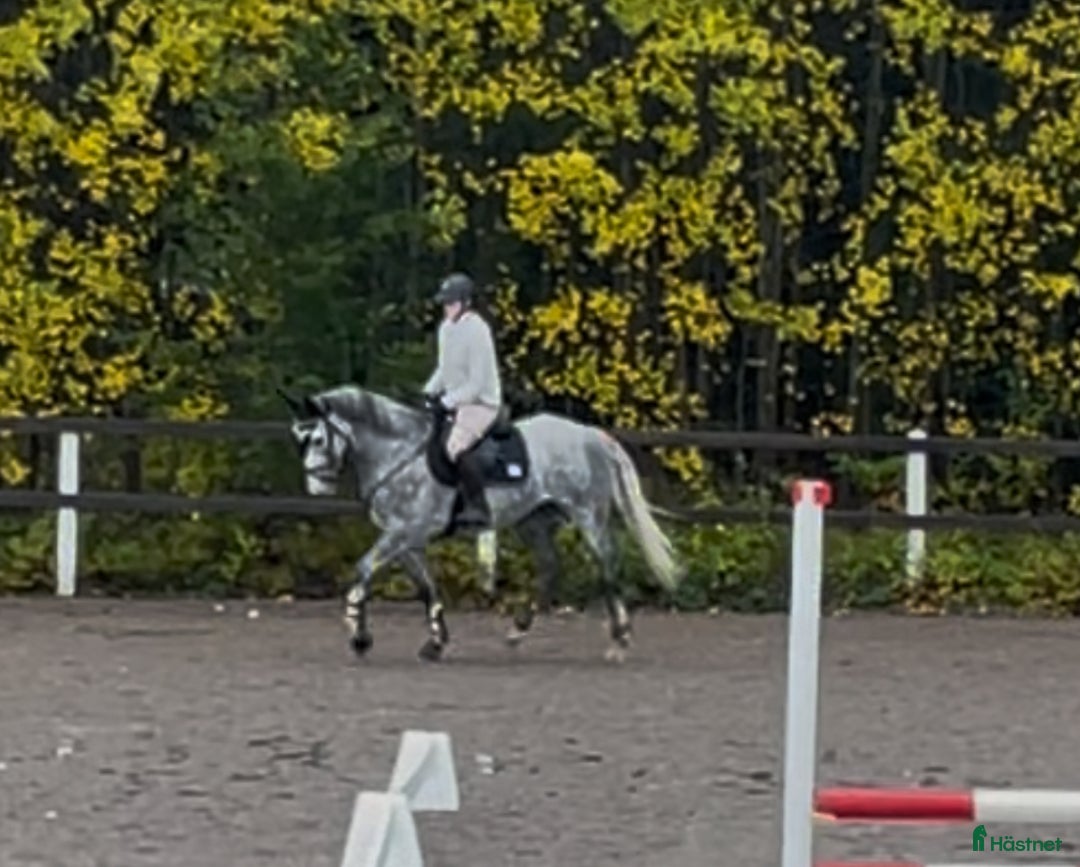 Allround hästar till salu: Intresse koll, häst med guldhjärta  i Rimbo - Annons 1