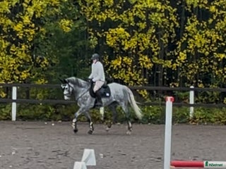 hästar Intresse koll, häst med guldhjärta i Rimbo - Annons 17