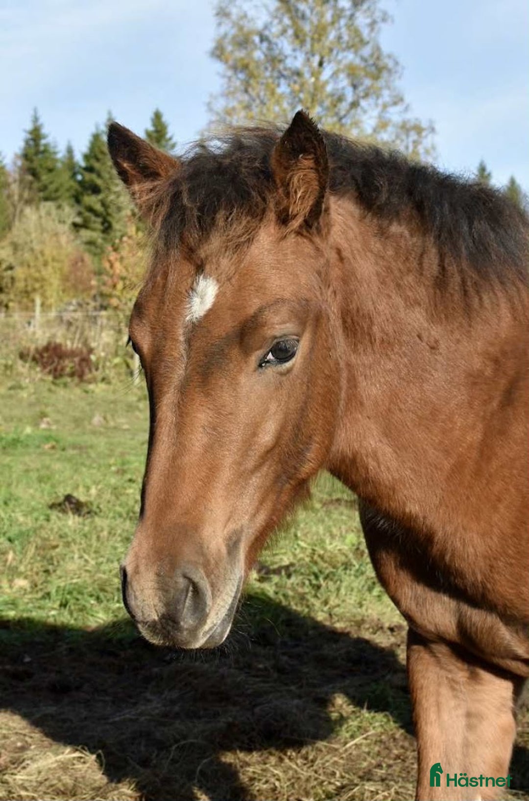 Allround hästar till salu: Stoföl, korsning appaloosa och kallblodstravare i Blidsberg - Annons 1