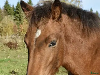 Allround hästar till salu: Stoföl, korsning appaloosa och kallblodstravare i Blidsberg - Annons 3