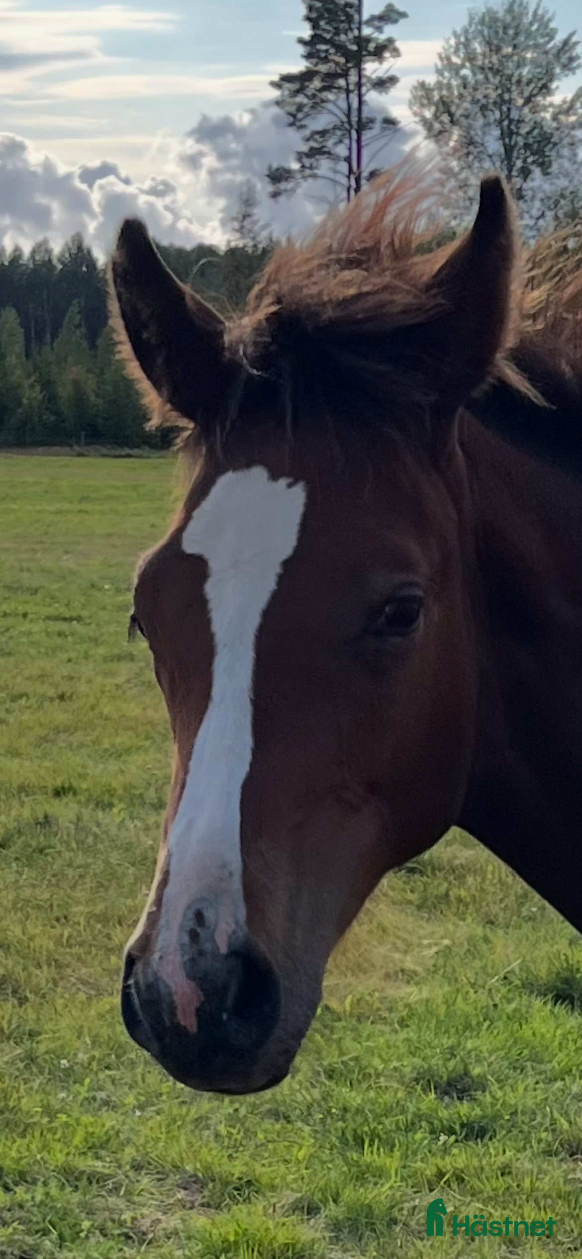  hästar Fantastiskt föl i Årsunda - Annons 22