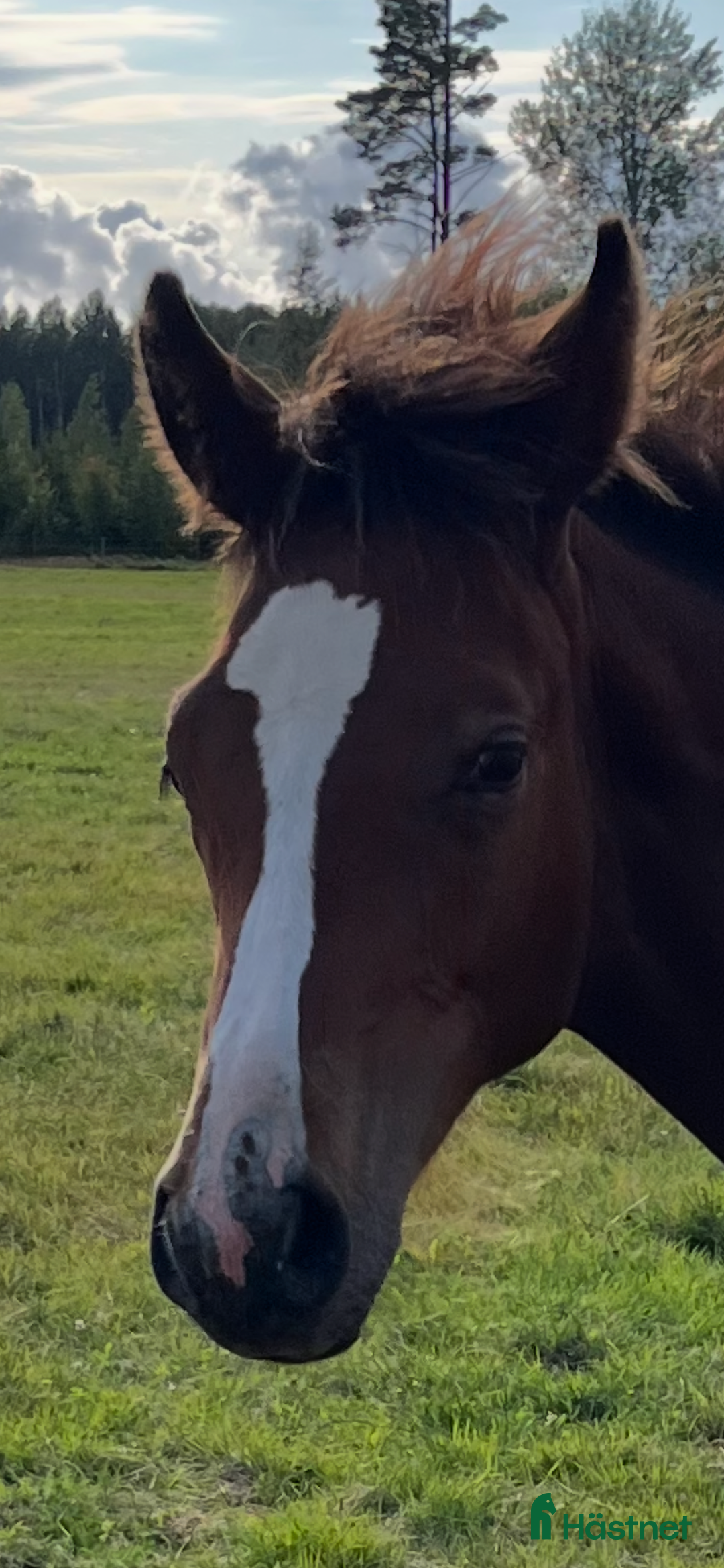 Hoppning hästar till salu: Fantastiskt föl i Årsunda - Annons 1