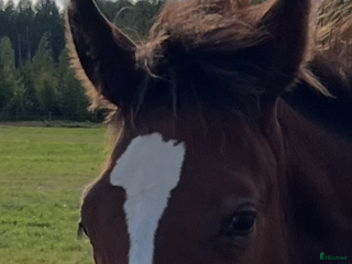 hästar Fantastiskt föl i Årsunda - Annons 20