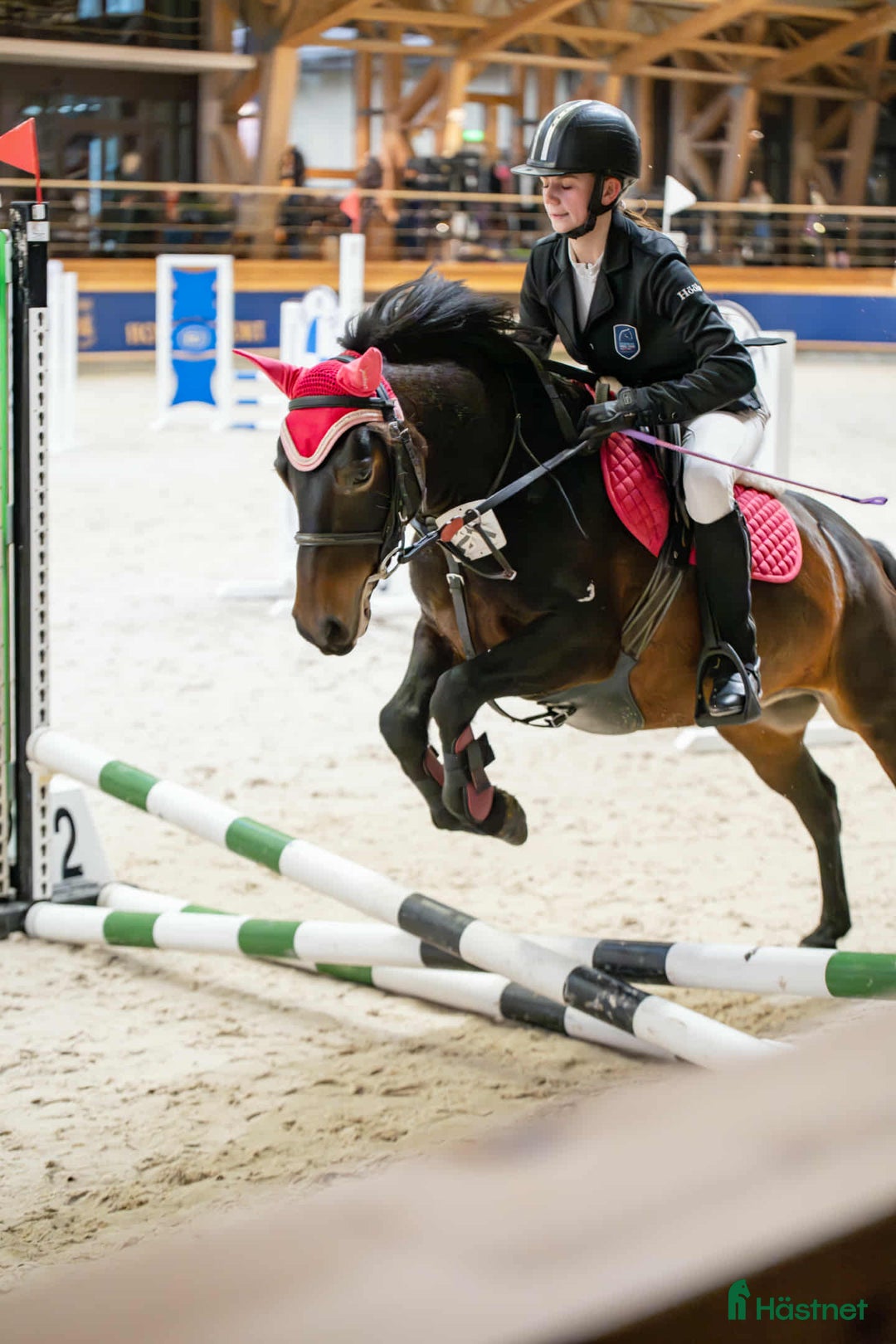 Hoppning hästar till salu: Beautiful and calm zemaitukas mare  i Ekerö - Annons 1