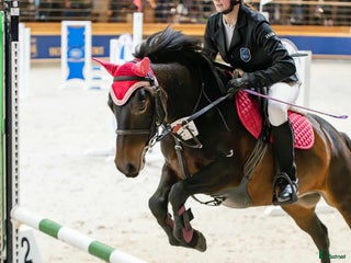 hästar Beautiful and calm zemaitukas mare i Ekerö - Annons 17