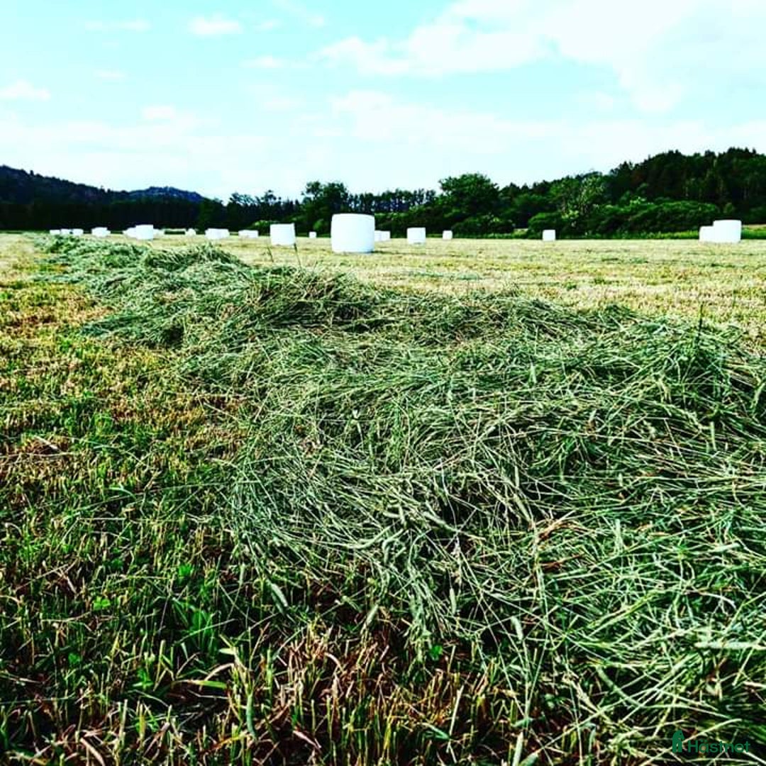  stallplats finnes: Plats på lösdrift finns i Kungsbacka  i Kungsbacka - Annons 5