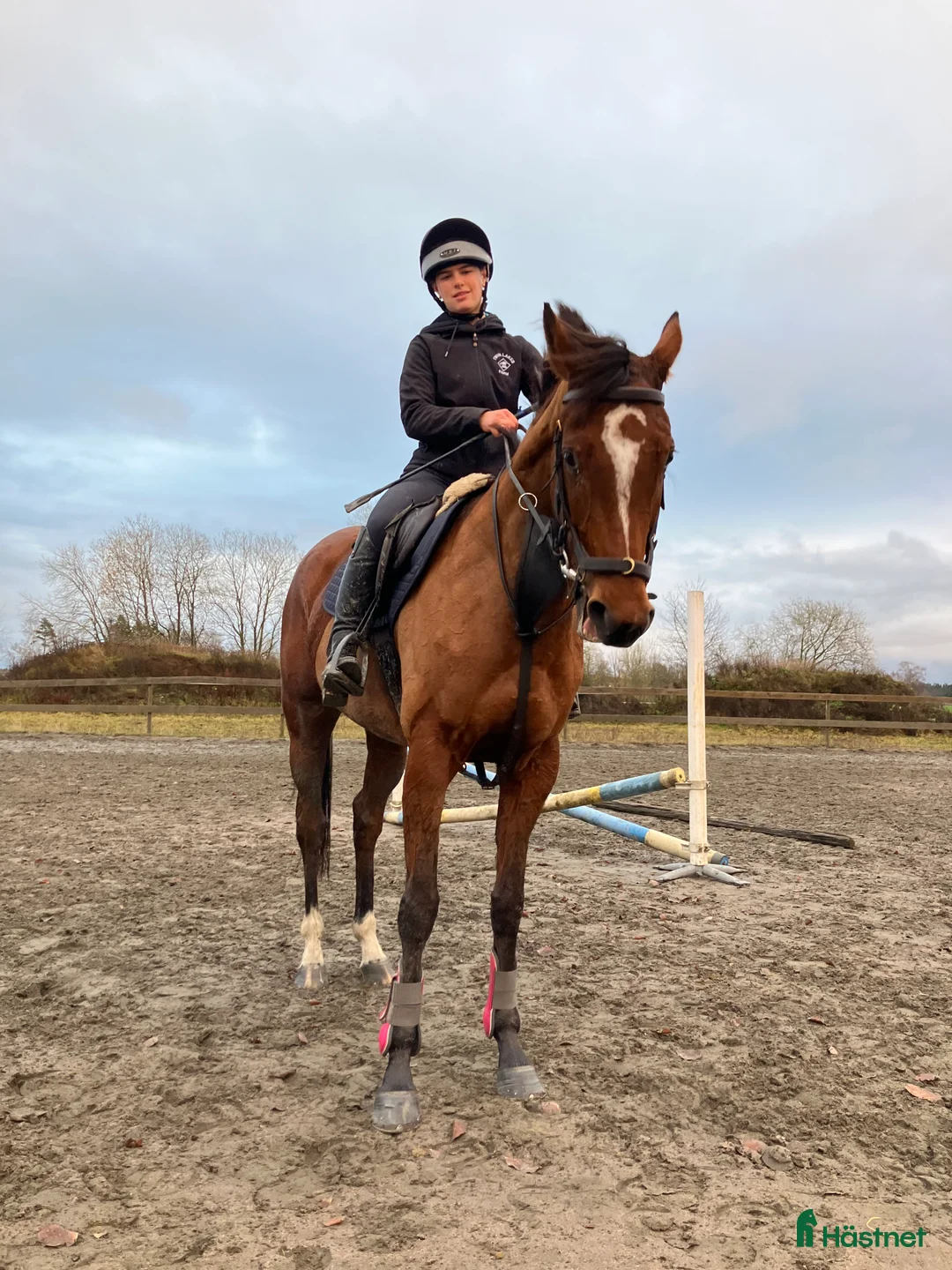 Allround hästar till salu: Kanon fint sto till fynd pris ! i Skara - Annons 2