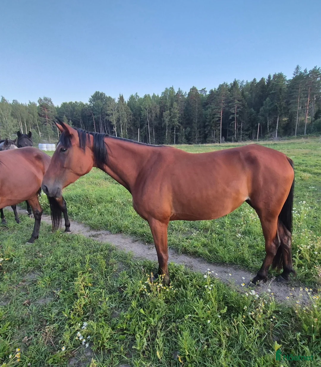 Övrigt hästar till salu: Varmblodssto till billigt pris - Annons 1