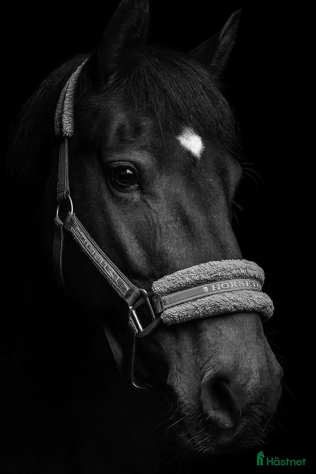 Allround hästar till salu: Fantastisk trygg bästa vän.  i Sundsbruk - Annons 1