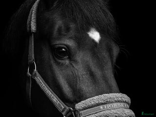 Allround hästar till salu: Fantastisk trygg bästa vän. i Sundsbruk - Annons 1