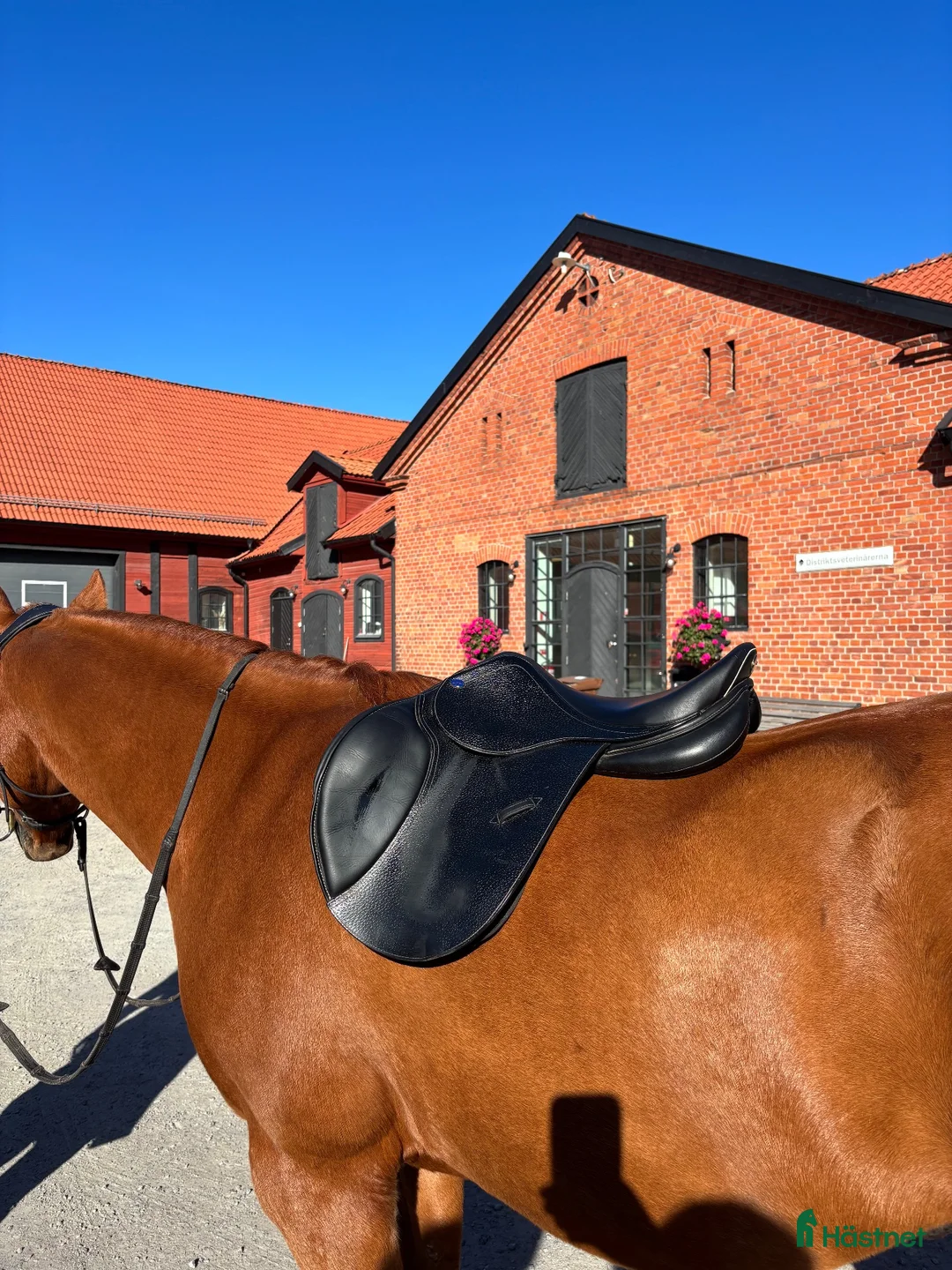 Sadlar hästutrustning till salu: Superfin hoppsadel från Lippo i Karlskrona - Annons 7