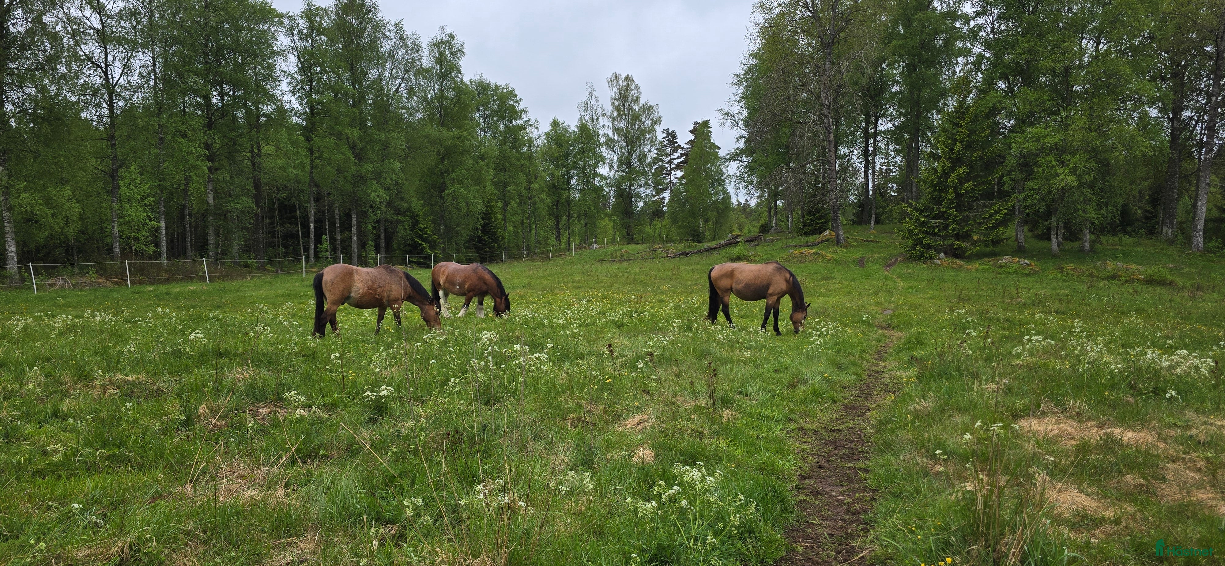  foderhäst Ny kompis sökes i Mullsjö - Annons 3
