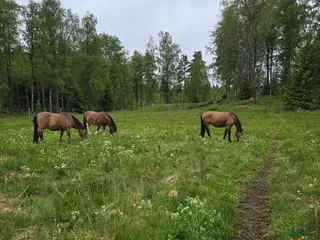 foderhäst Ny kompis sökes i Mullsjö - Annons 3