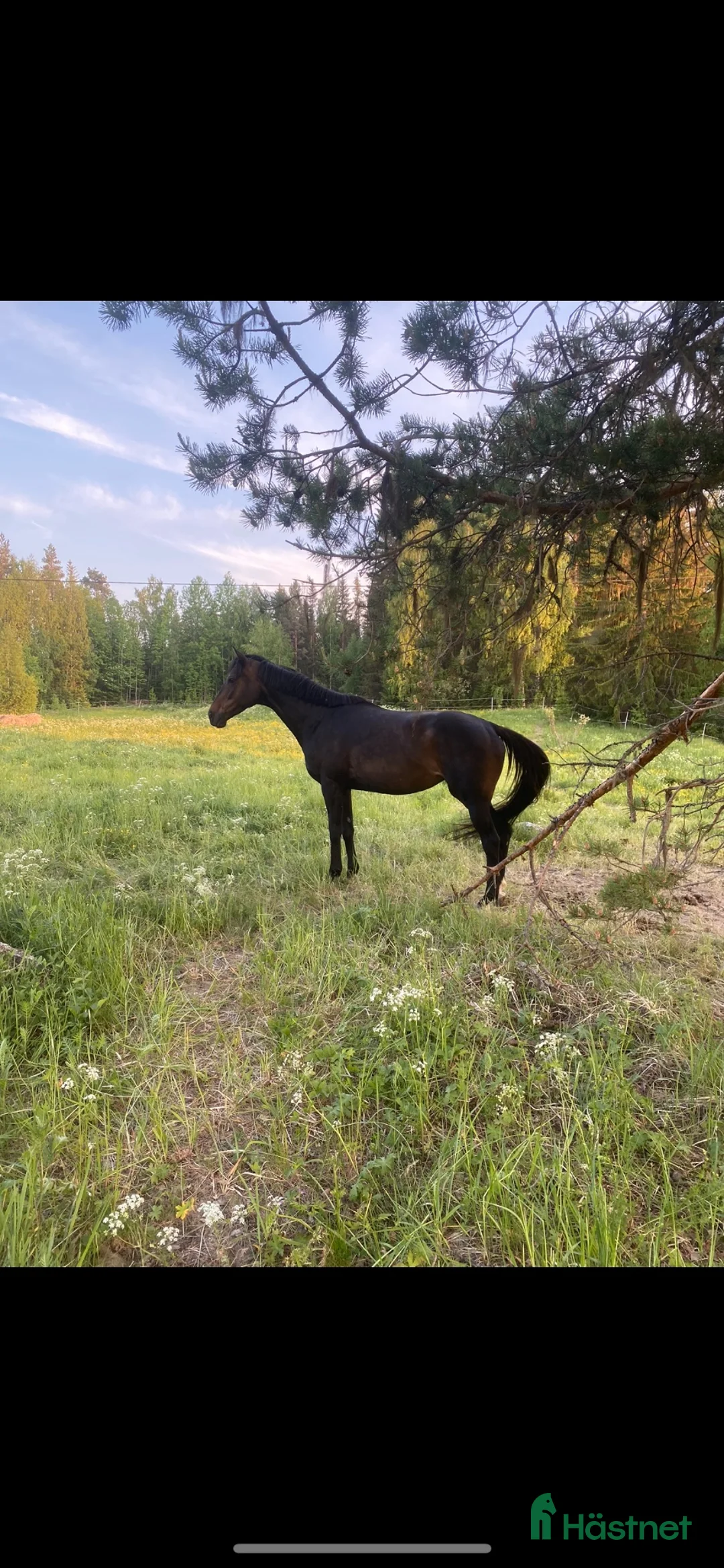 Allround hästar till salu: Bell söker sin människa ❤️ - Annons 2