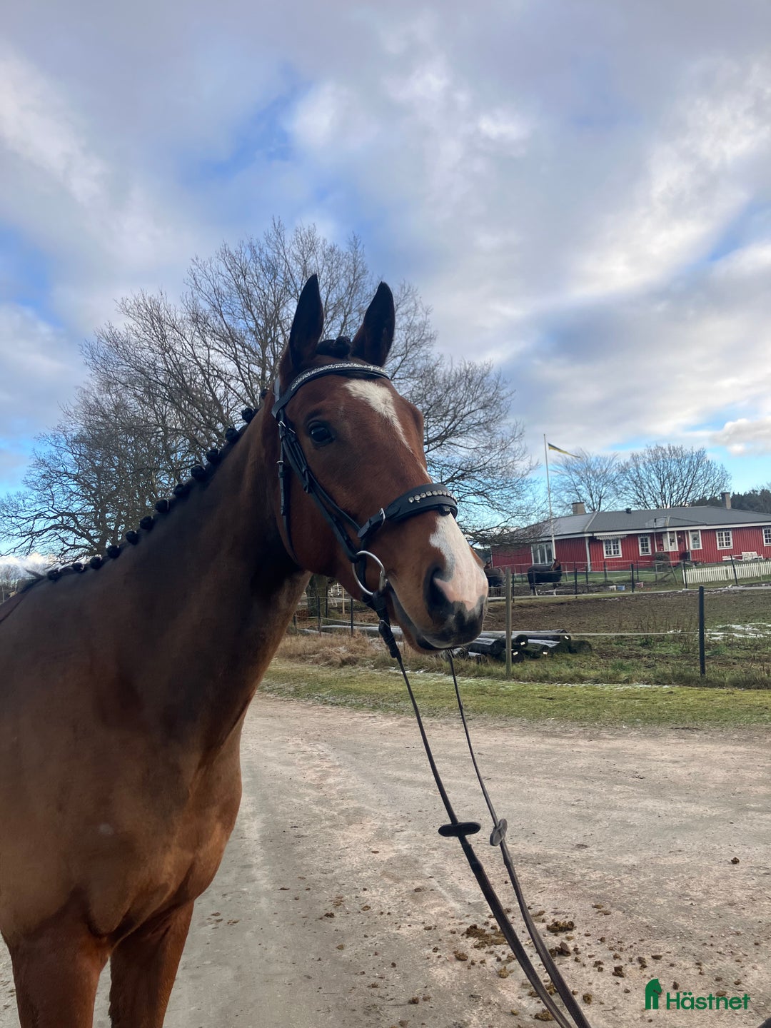 Allround hästar till salu: Kanonfin kille  i Skara - Annons 2