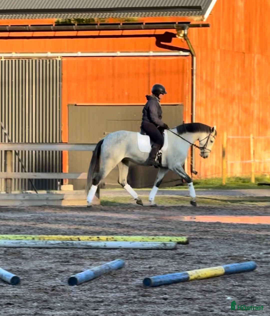 Hoppning hästar till salu: Utvecklingsbart litet sto med fin stam  i Strängnäs - Annons 2
