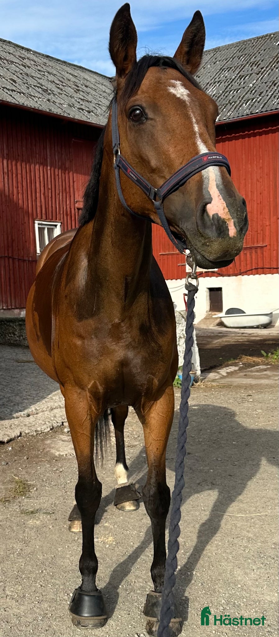  hästar En bästa kompis med potential för mer - Annons 3