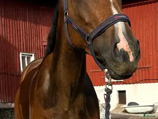 hästar En bästa kompis med potential för mer - Annons 3