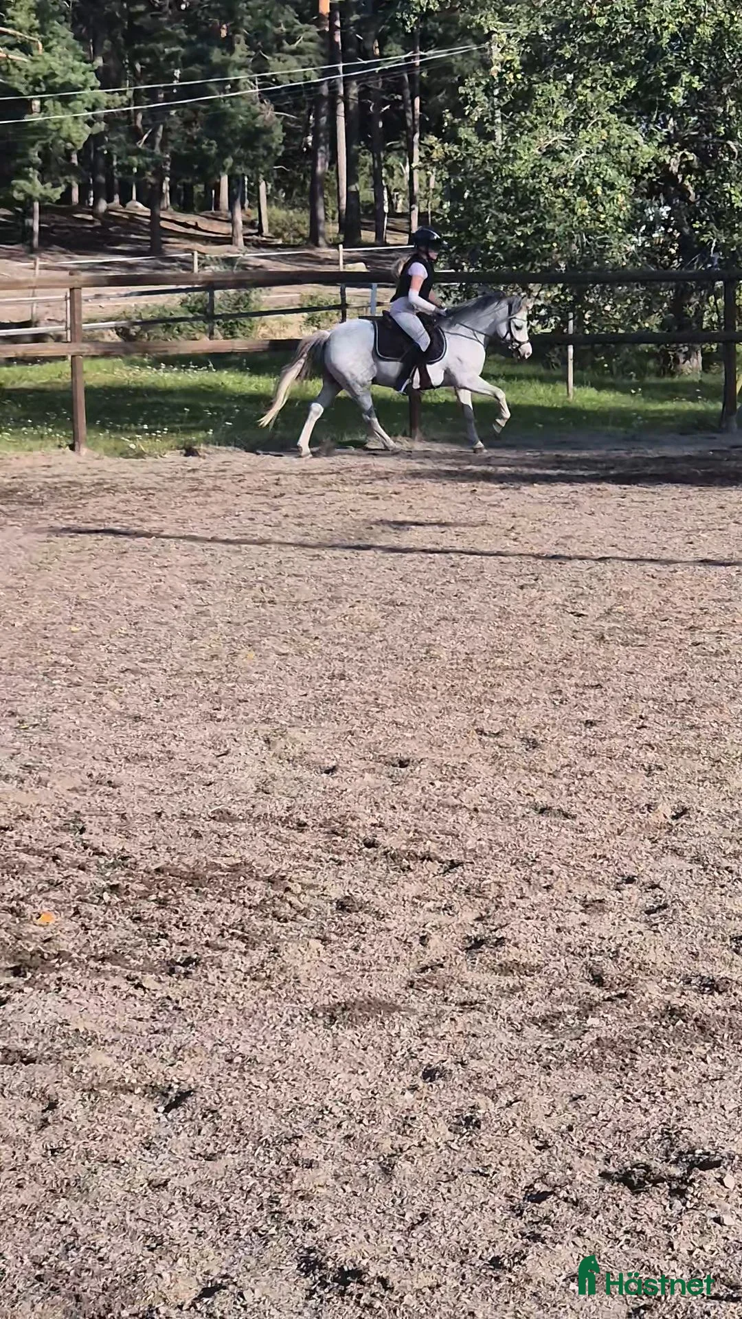 Allround hästar till salu: Ponnypärla! i Ekerö - Annons 2