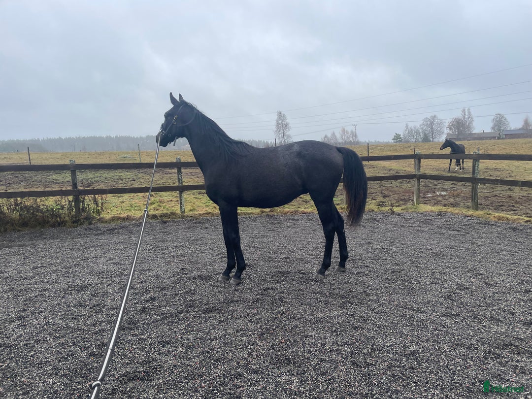 Fälttävlan hästar till salu: Underbart trevlig 1,5 åring e Cornettino Ask i Bankeryd - Annons 2