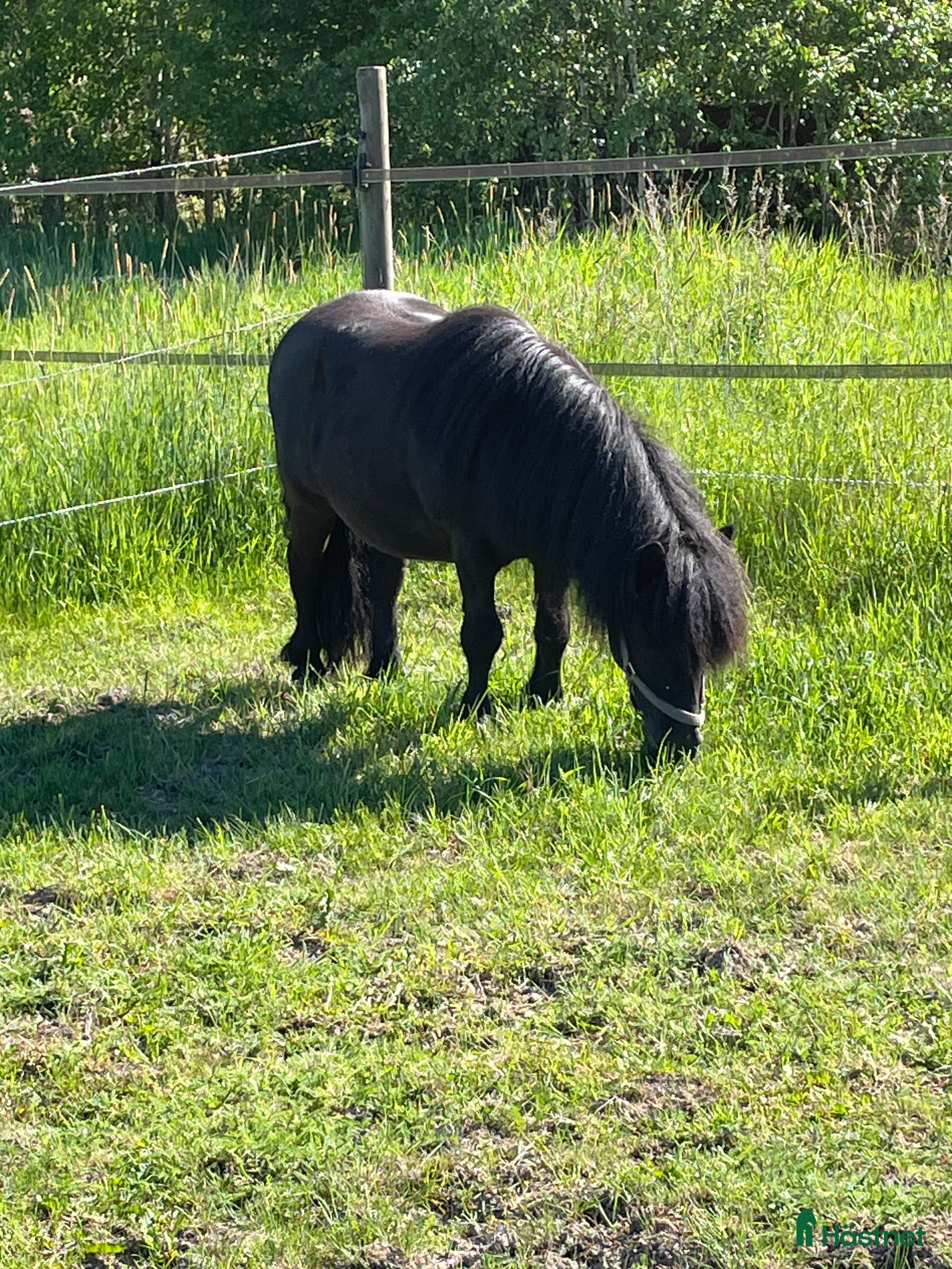  hästar Shetlandsponny - Annons 1