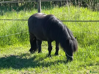 hästar Shetlandsponny - Annons 1