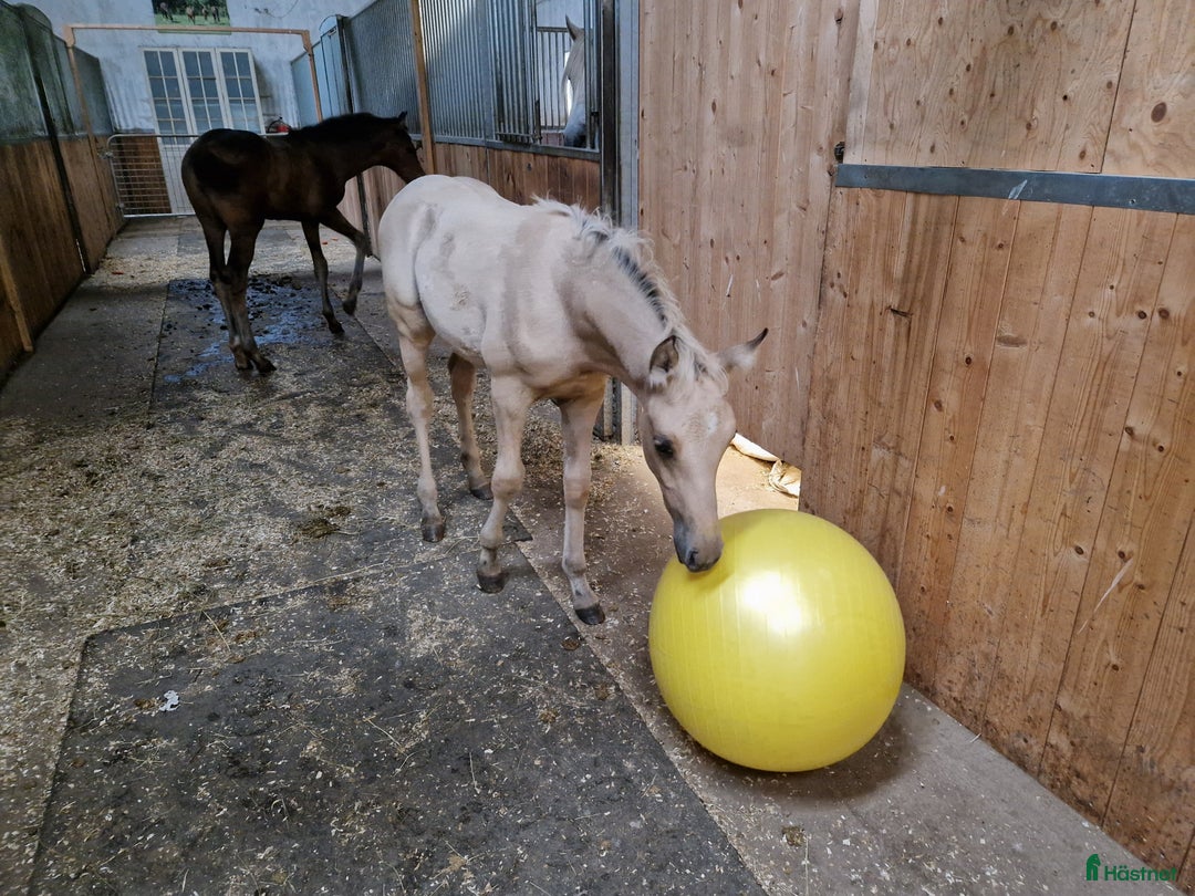 Allround hästar till salu: Charmtroll i Istorp - Annons 7