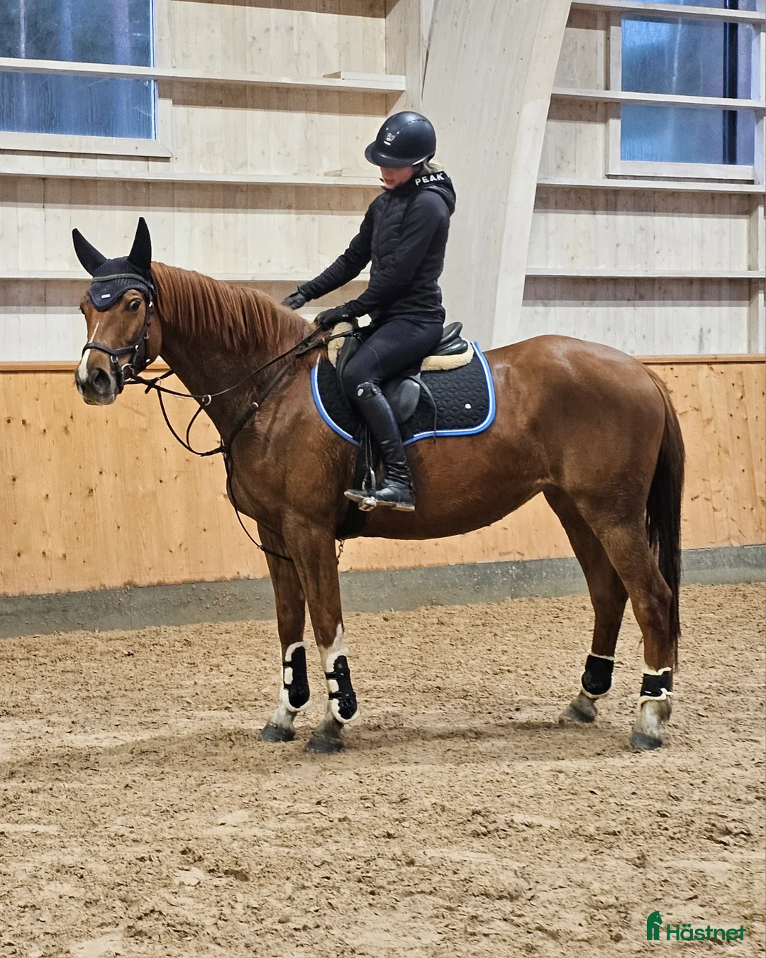 Allround hästar till salu: Vänligt & arbetsvilligt sto. - Annons 1