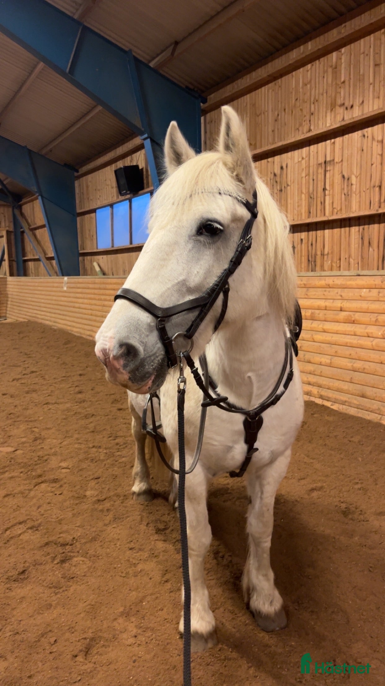  hästar Ridbar sällskapsponny i Askersund - Annons 1