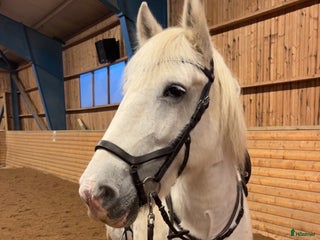 hästar Ridbar sällskapsponny i Askersund - Annons 6