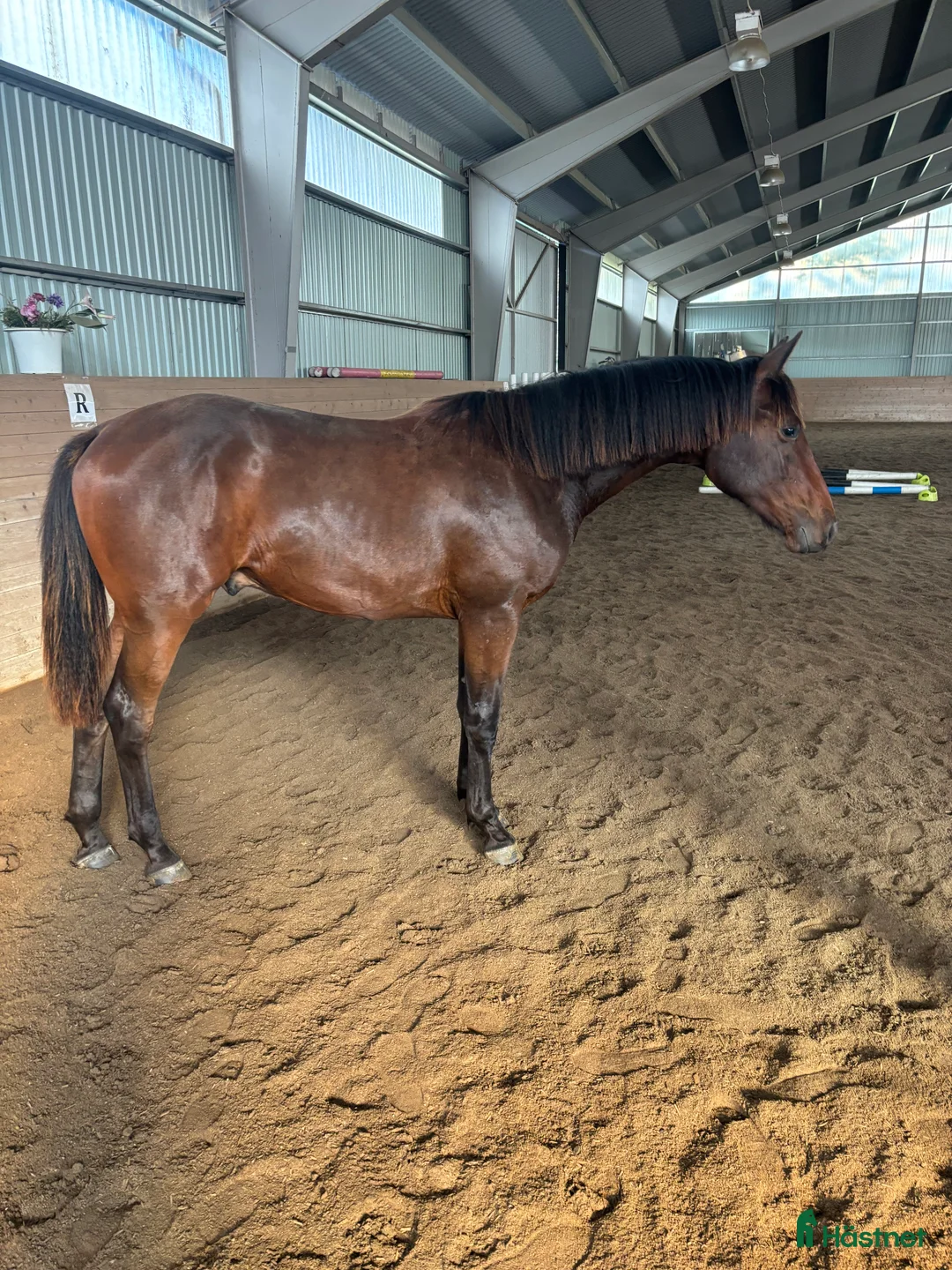 Hoppning hästar till salu: Framtida multitalang  - Annons 1