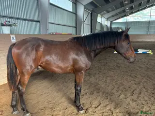 hästar Framtida multitalang - Annons 5