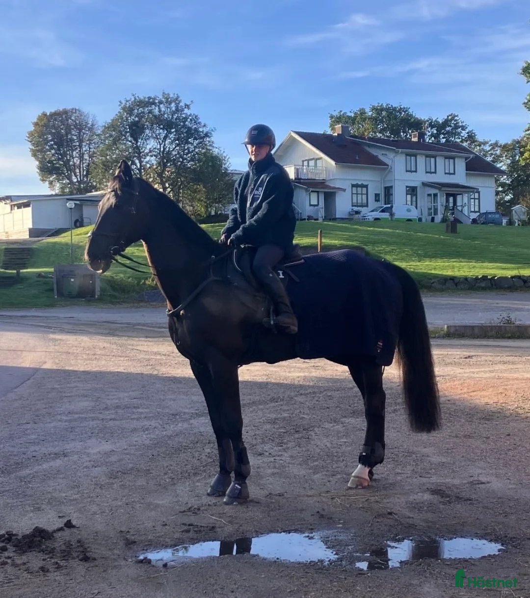 Hoppning hästar till salu: Välstammad valack till bra pris  - Annons 1