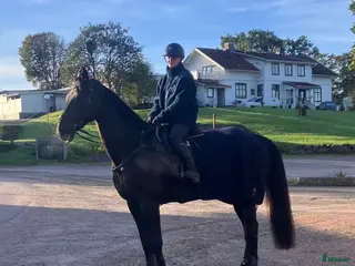 hästar Välstammad valack till bra pris - Annons 2