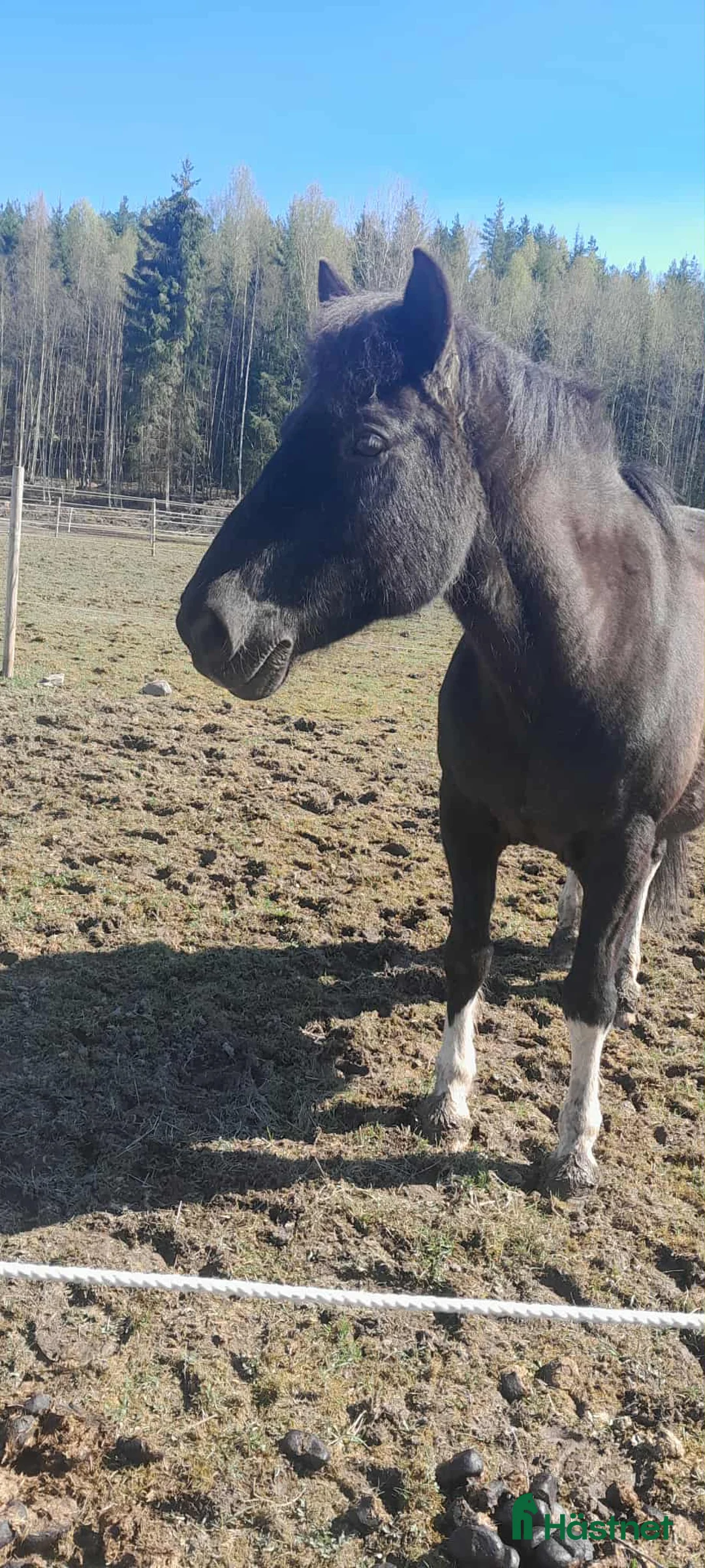 Allround hästar till salu: Skogsmullen med stort hjärta i Kil - Annons 2