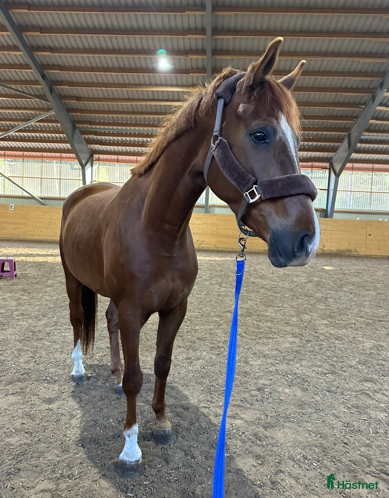  hästar Framtids stjärna i Vetlanda - Annons 1