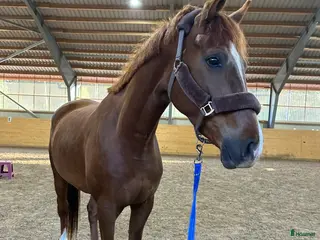 hästar Framtids stjärna i Vetlanda - Annons 1