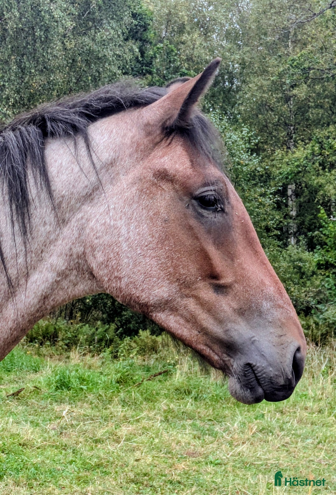 Hoppning hästar till salu: Trevlig valack e. York Hästak i Backaryd - Annons 3
