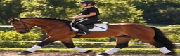 Allround hästar till salu: Dream Beauty - perfect Mother and Daughter horse - Annons 16