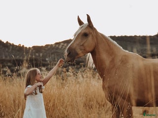 hästar Beautiful Palomino Spanish Mare i Córdoba - Annons 11