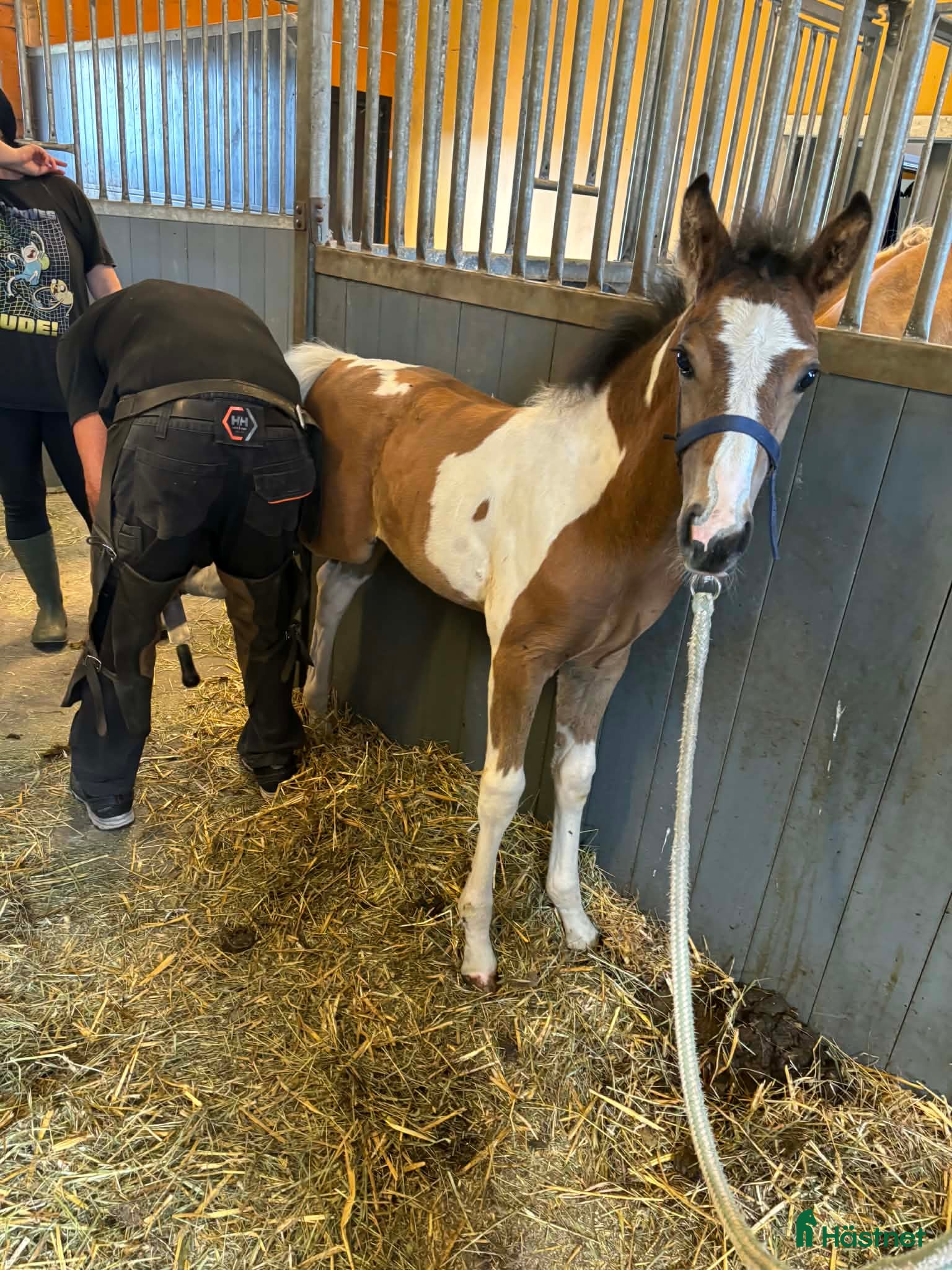  hästar Åring e. Cornettino Ask - Annons 16