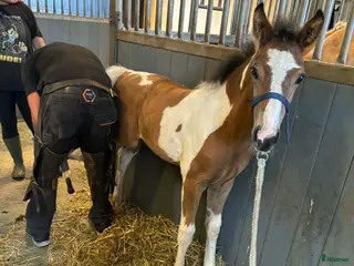 hästar Åring e. Cornettino Ask - Annons 8