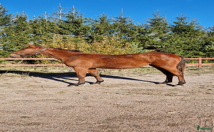  hästar i Tystberga - Annons 9