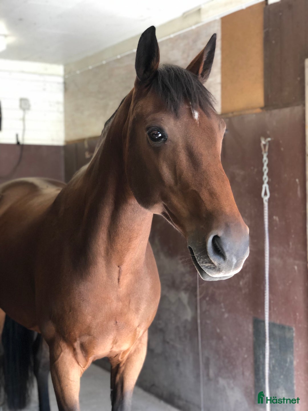 Allround hästar till salu: En riktig bästavän söker nytt kärleksfullt hem! i Strängnäs - Annons 3